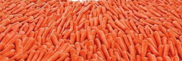 Rabbit-carrot